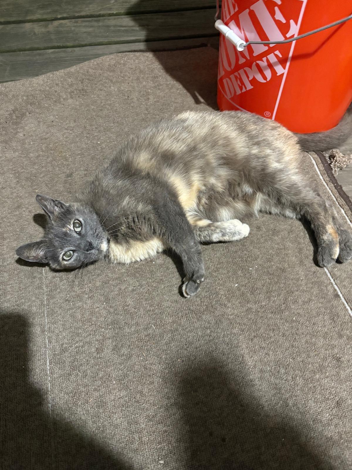 Cindy, Young Female American Shorthair