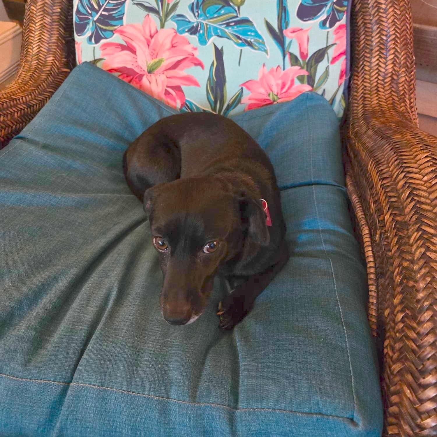 Dash photo 5