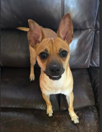 Enlarge Snickers, a Adoptable mixed breed in Palm Harbor, FL image 5/6