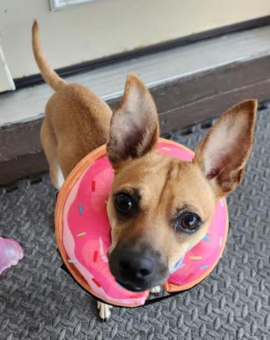 Enlarge Snickers, a Adoptable mixed breed in Palm Harbor, FL image 2/6