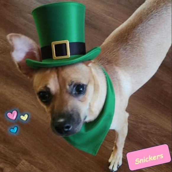 Enlarge Snickers, a Adoptable mixed breed in Palm Harbor, FL image 1/6