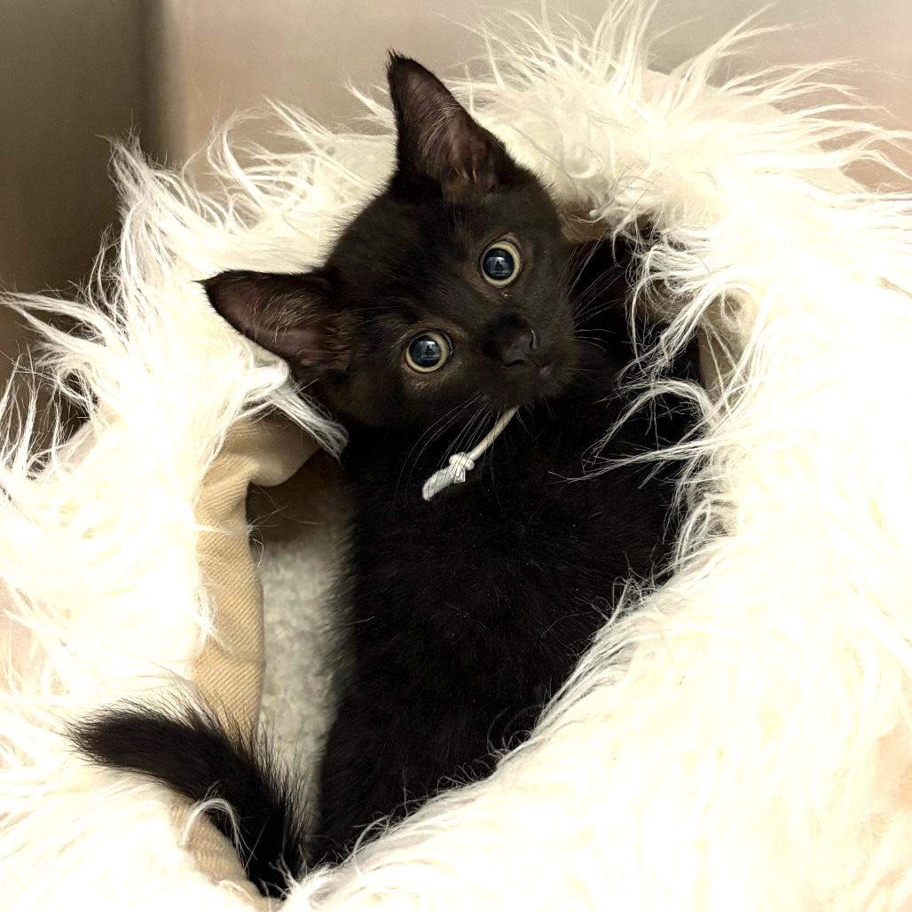 MOCHI, ADOPTABLE, Kitten Male Domestic Short Hair.