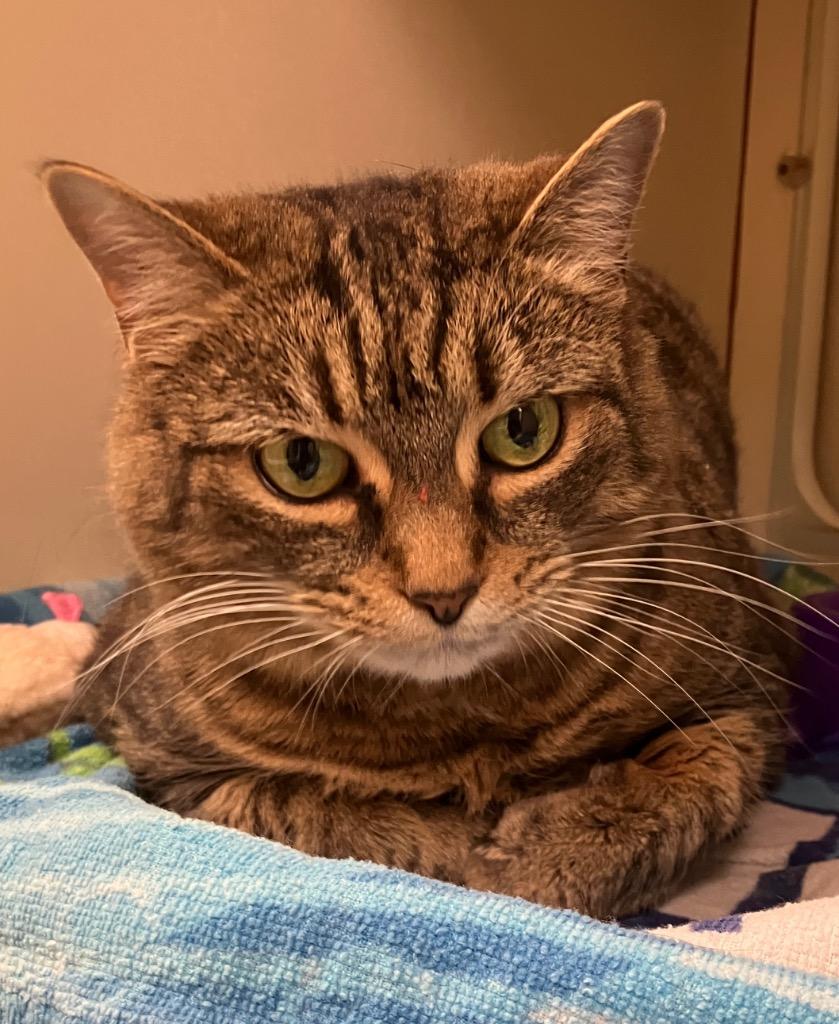 Twinkle, Adoptable, Adult Female Domestic Short Hair.