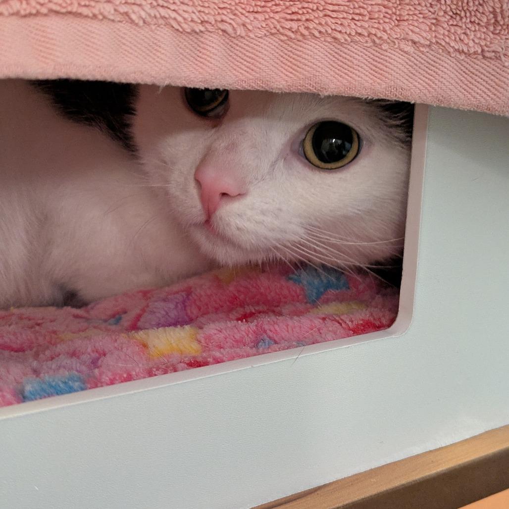 Enlarge Yeti, a Adoptable Domestic Short Hair in South Burlington, VT image 1/4