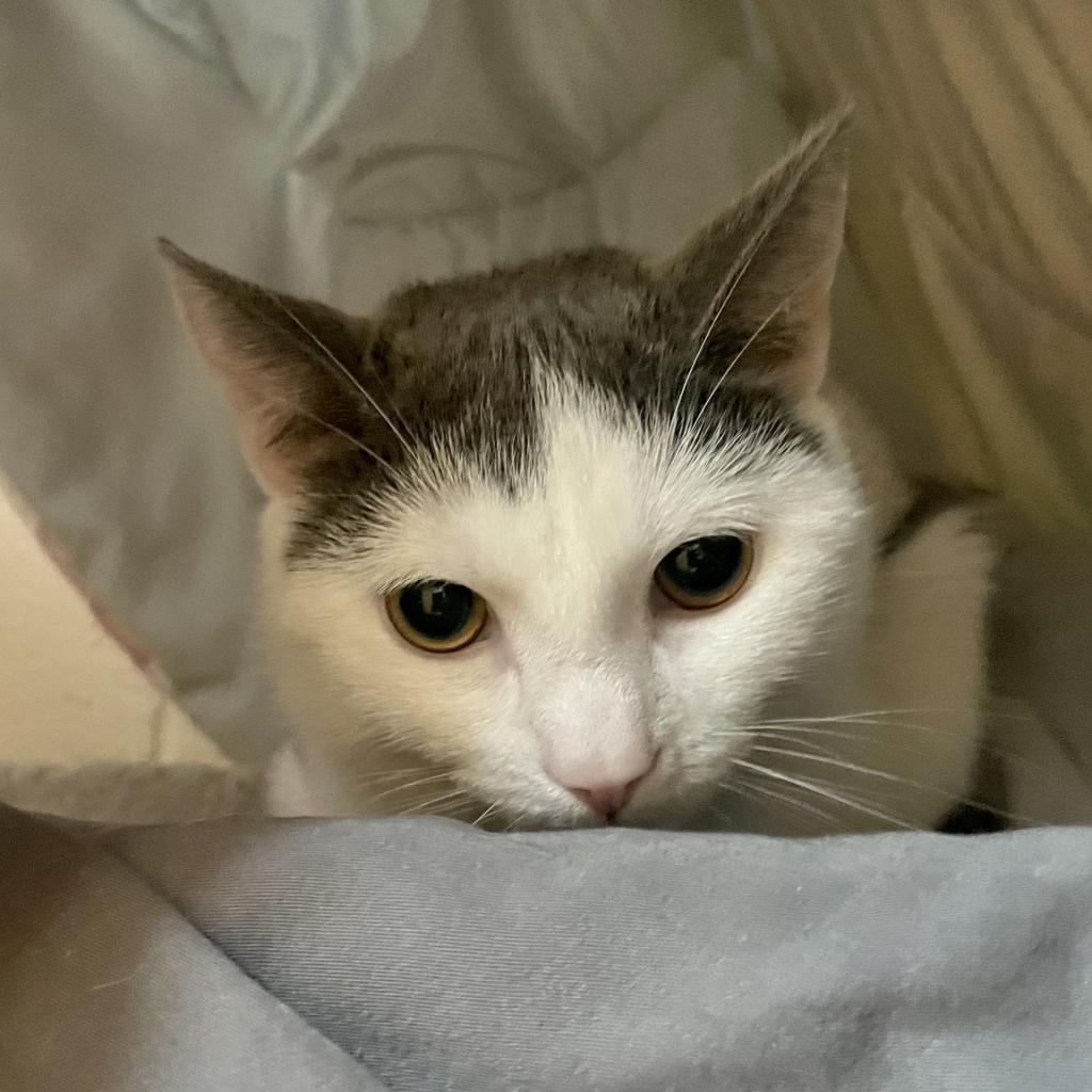 Enlarge Yeti, a Adoptable Domestic Short Hair in South Burlington, VT image 2/4