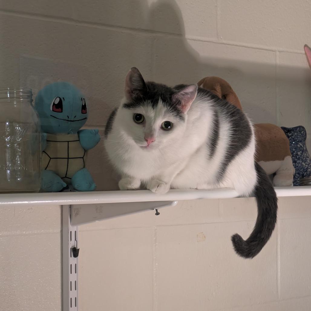 Enlarge Yeti, a Adoptable Domestic Short Hair in South Burlington, VT image 3/4