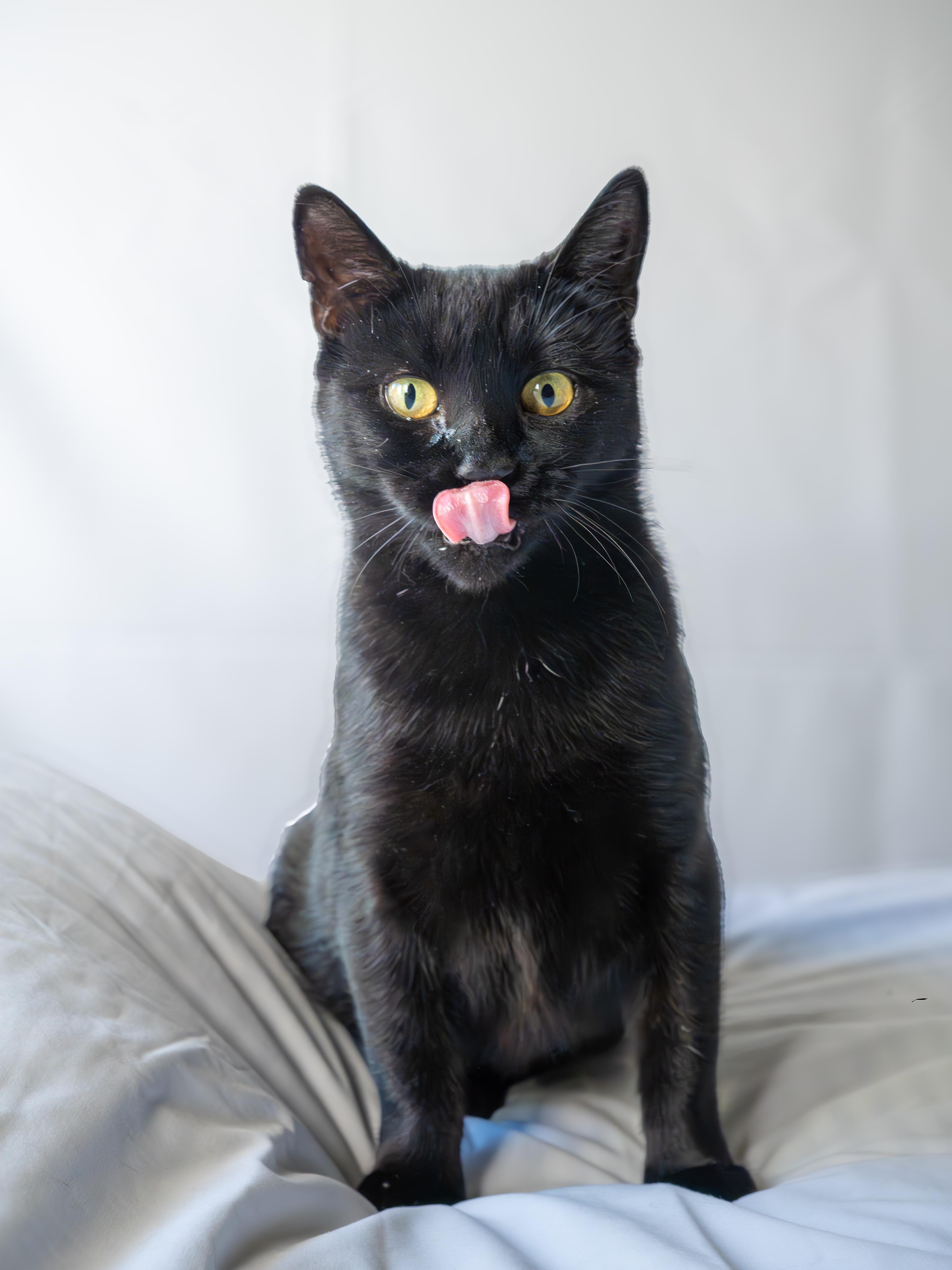 Mira, an adoptable Domestic Short Hair in Ottawa, ON, K2H 7A3 | Photo Image 2