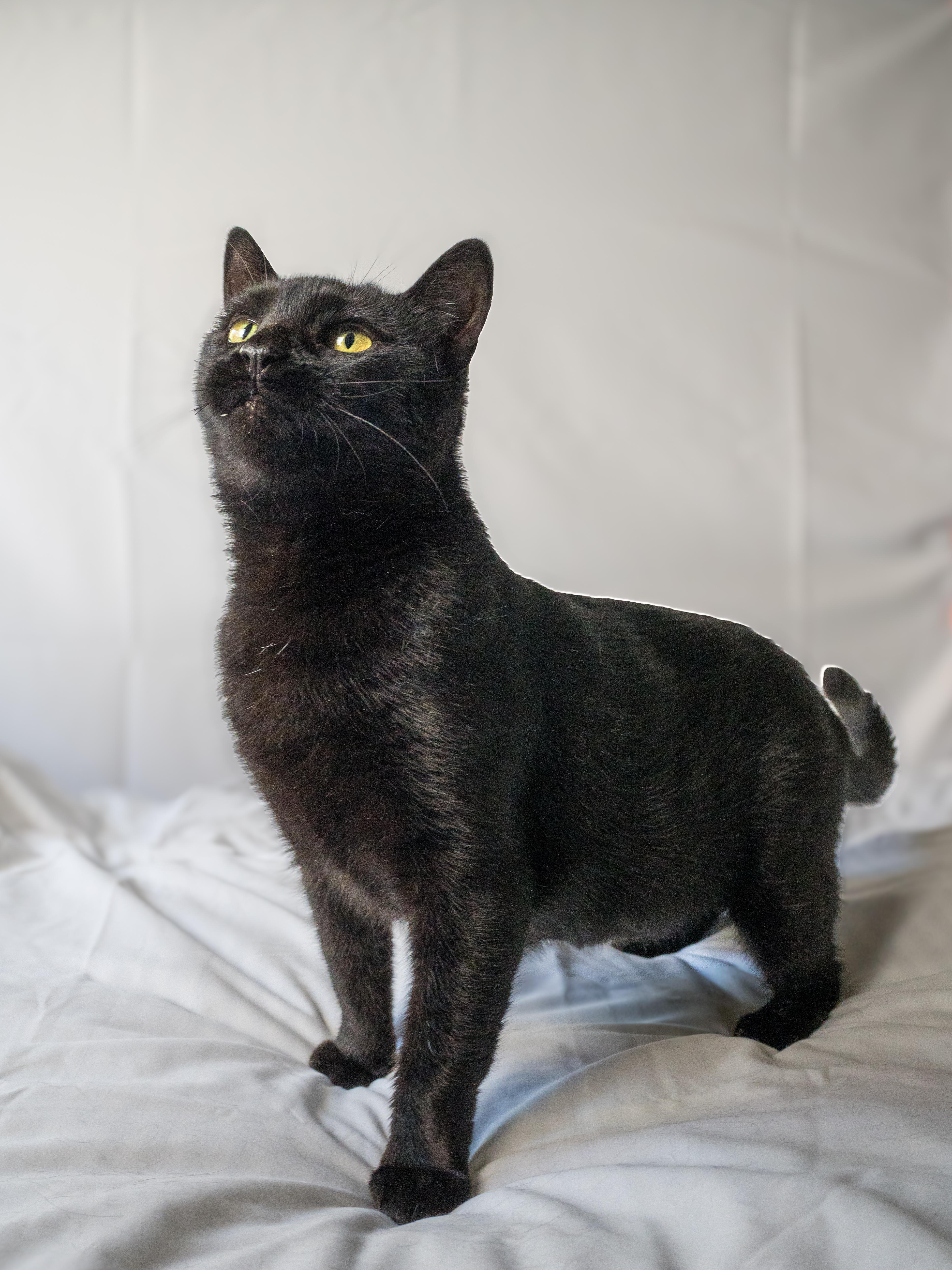 Mira, an adoptable Domestic Short Hair in Ottawa, ON, K2H 7A3 | Photo Image 3
