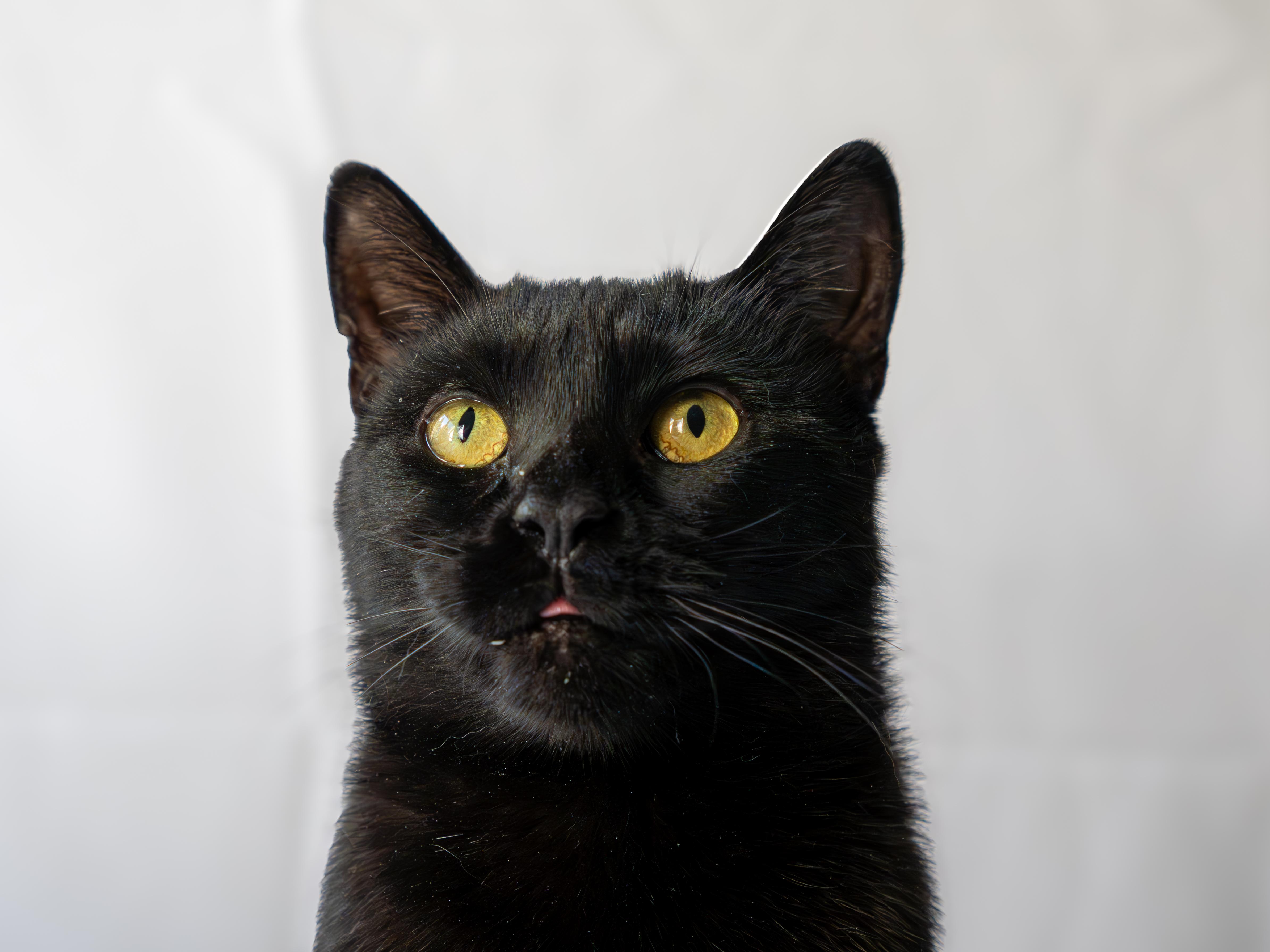 Mira, an adoptable Domestic Short Hair in Ottawa, ON, K2H 7A3 | Photo Image 6