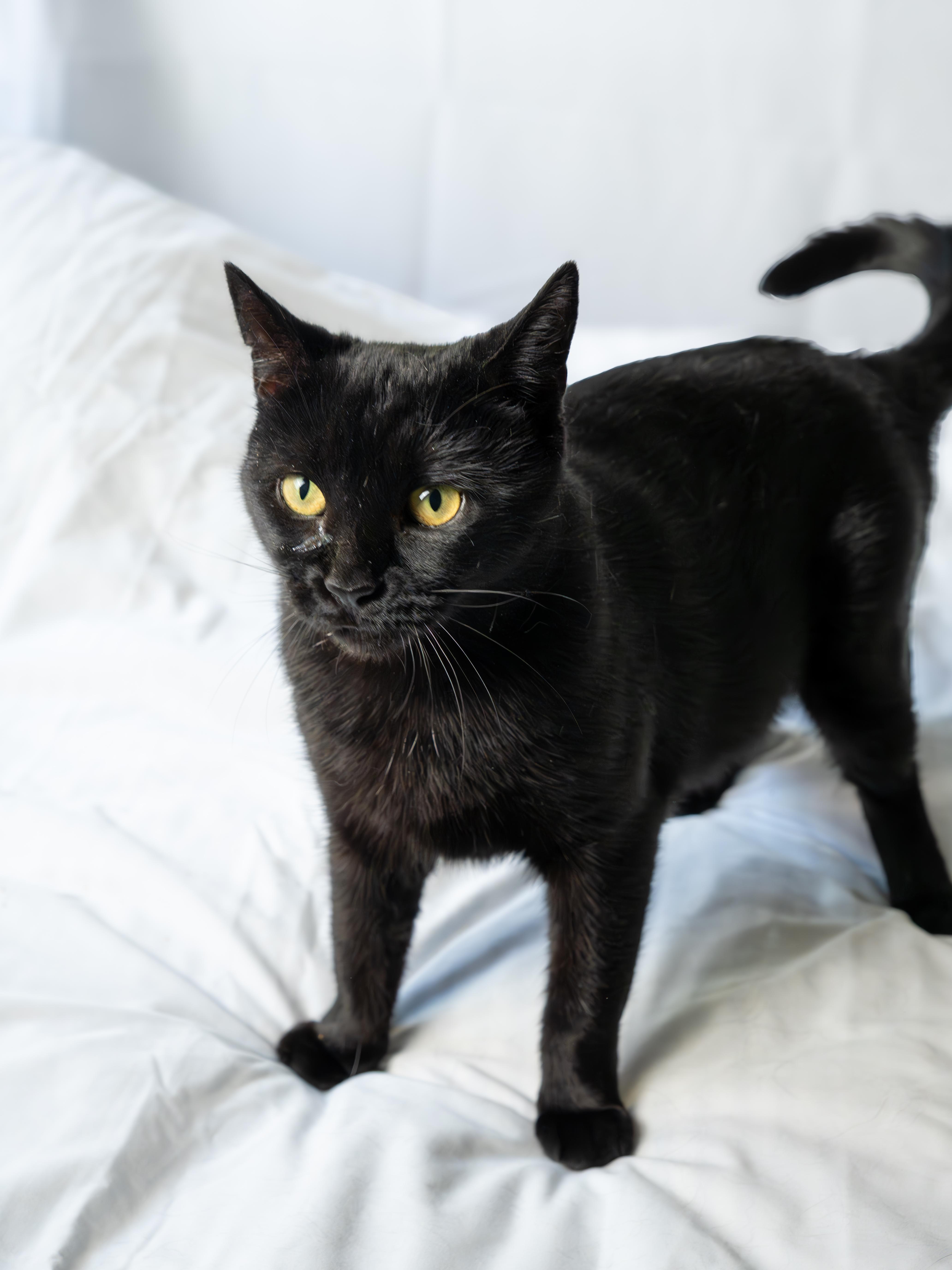 Mira, an adoptable Domestic Short Hair in Ottawa, ON, K2H 7A3 | Photo Image 5