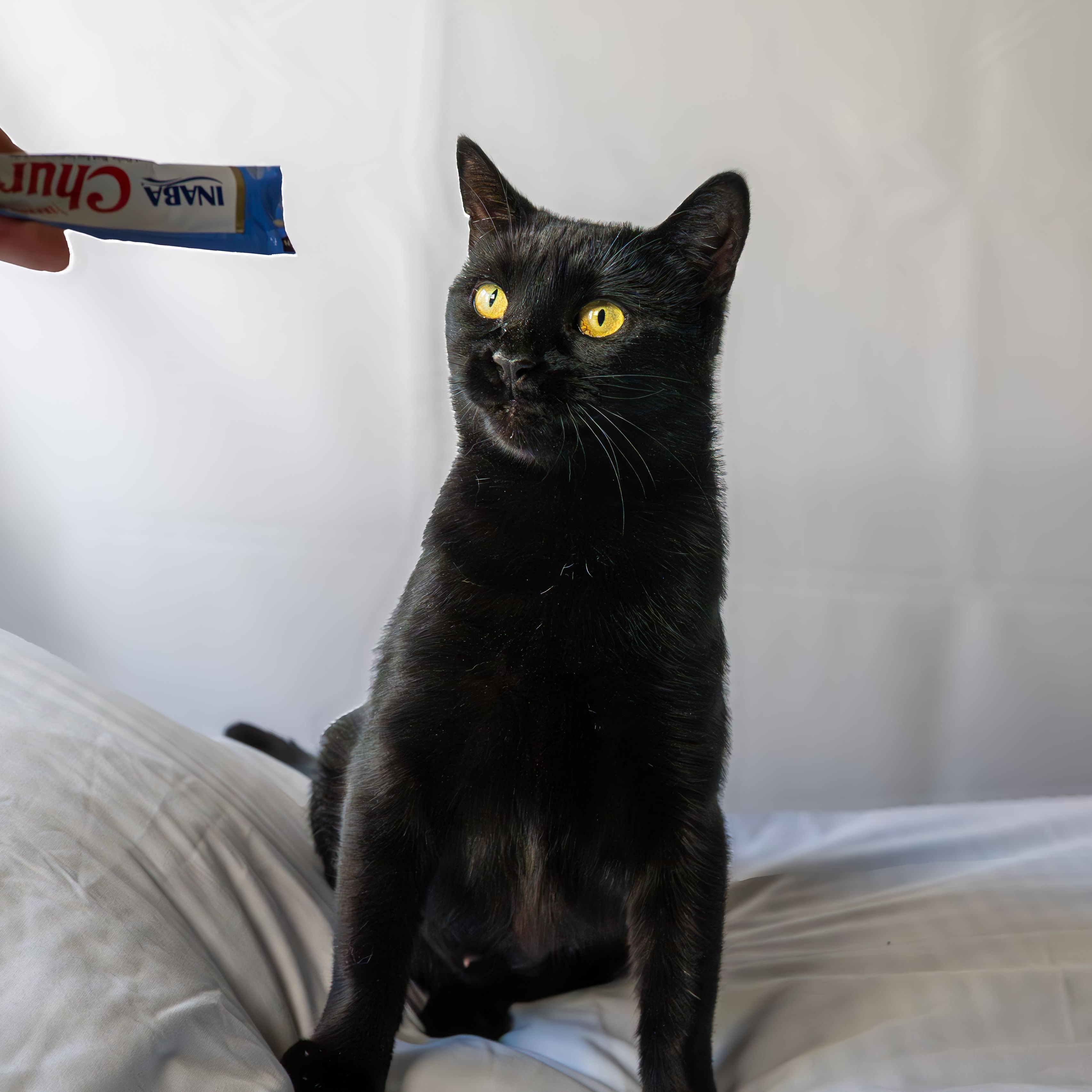 Mira, an adoptable Domestic Short Hair in Ottawa, ON, K2H 7A3 | Photo Image 4