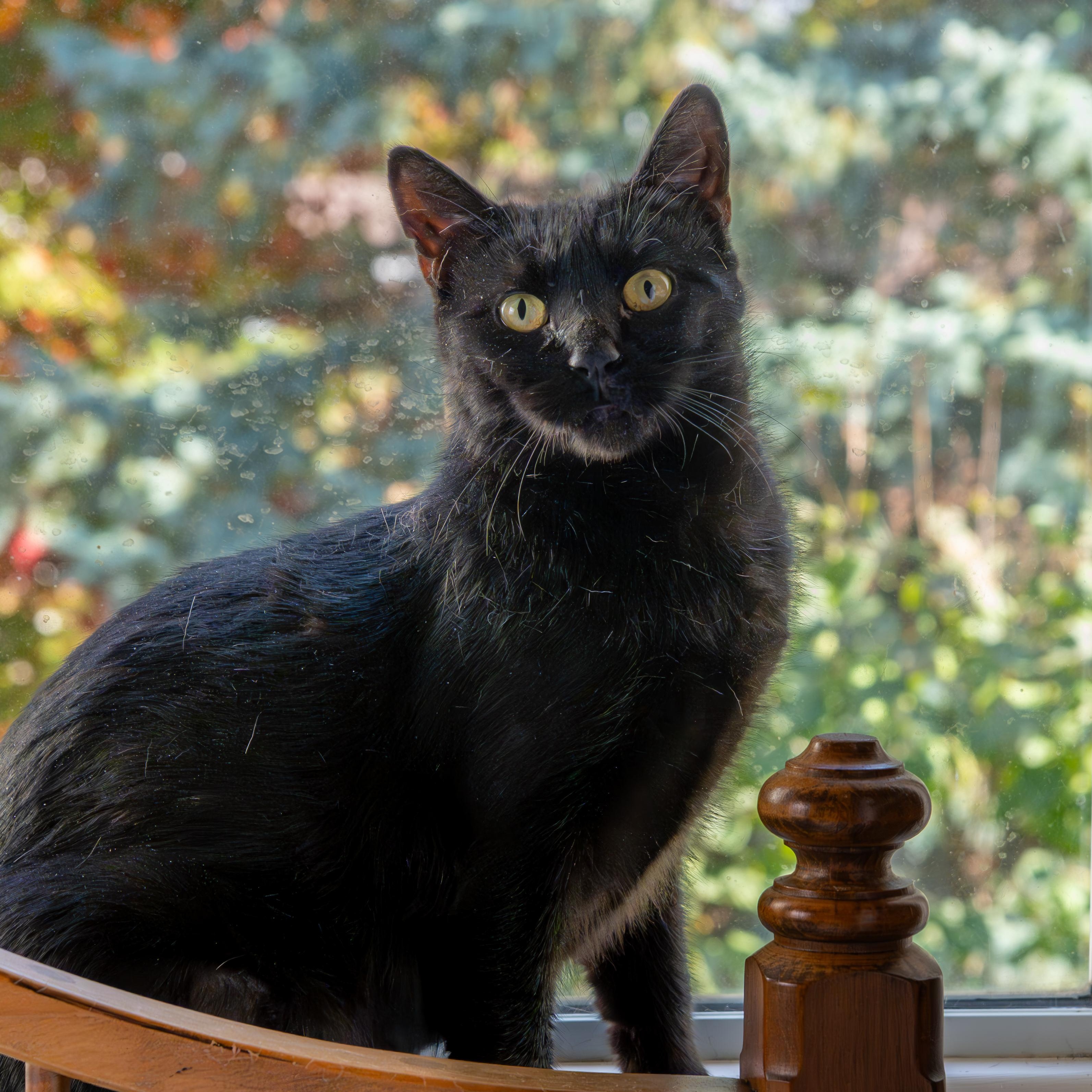 Mira, an adoptable Domestic Short Hair in Ottawa, ON, K2H 7A3 | Photo Image 1
