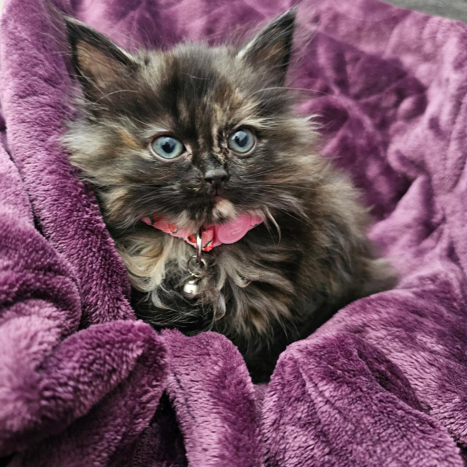 Grizabella, Adopted, Kitten Female Domestic Medium Hair.