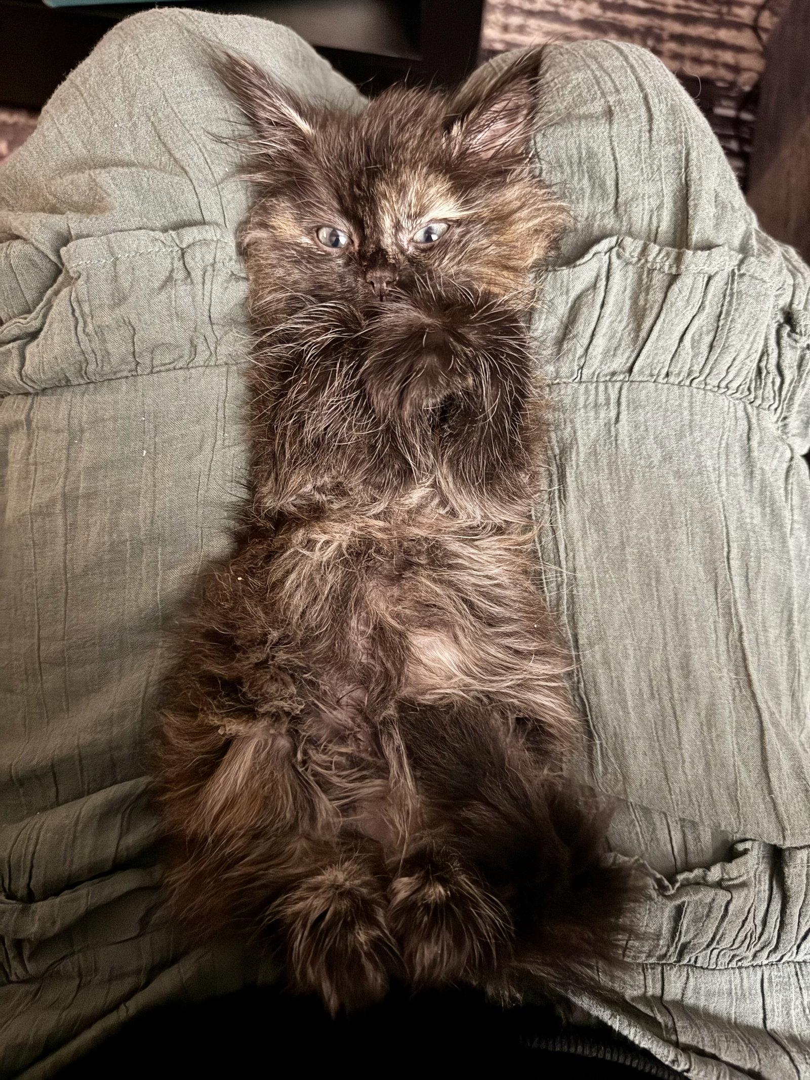 Grizabella, a Adopted Domestic Medium Hair in Herndon, VA image 2/2