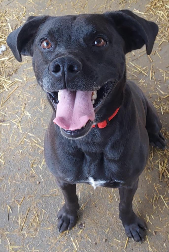 Enlarge Caesar 2, a Adoptable mixed breed in Saint Clairsville, OH image 1/6