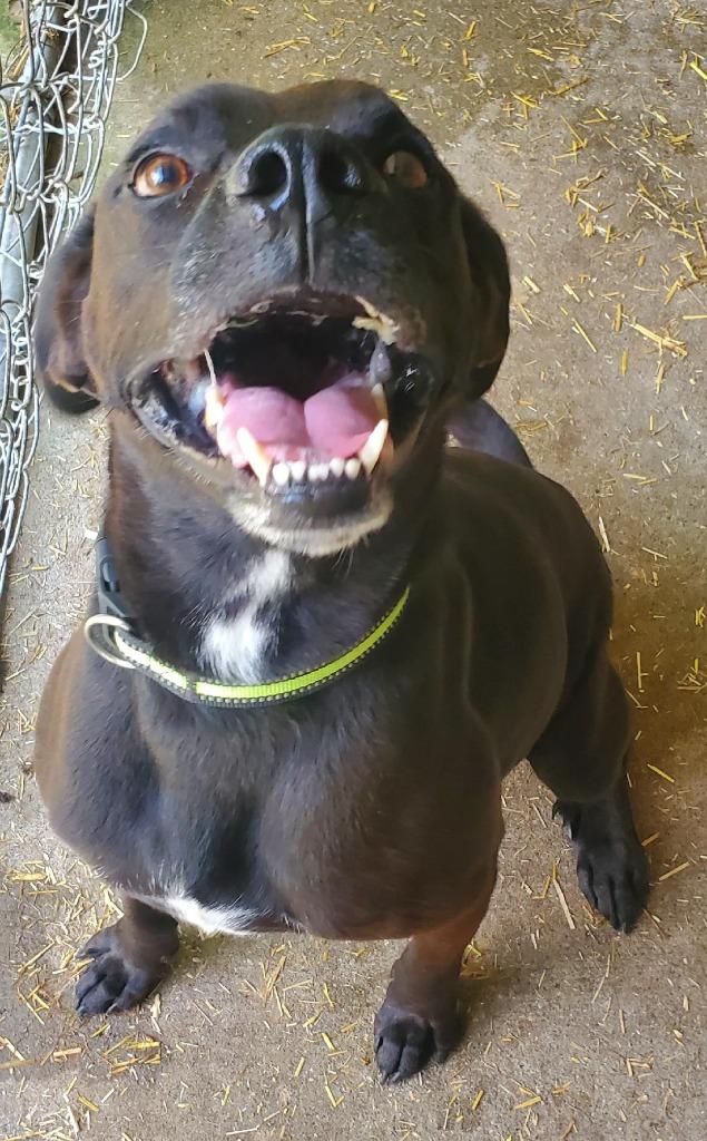 Enlarge Caesar 2, a Adoptable mixed breed in Saint Clairsville, OH image 2/6