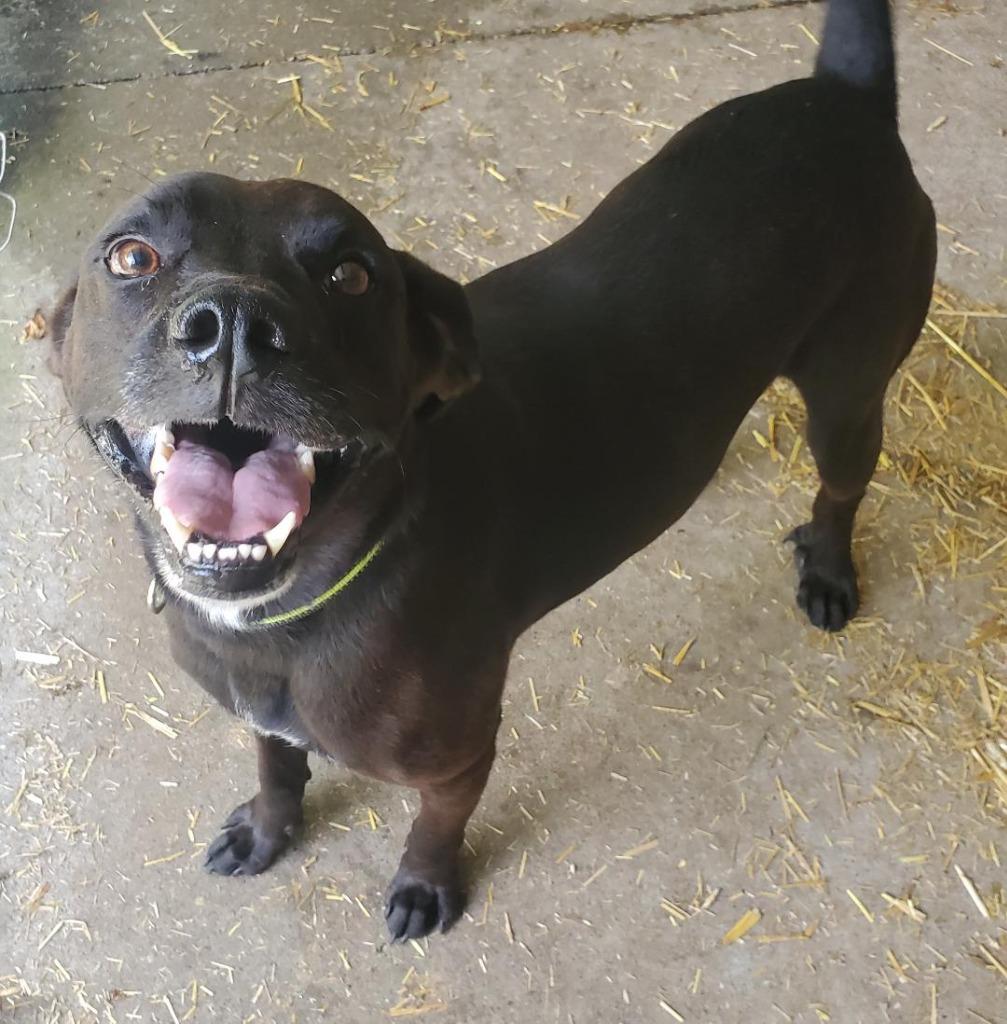 Enlarge Caesar 2, a Adoptable mixed breed in Saint Clairsville, OH image 3/6