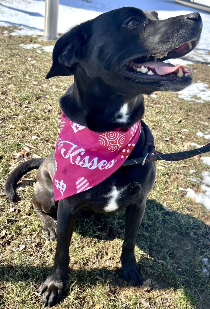 Enlarge Caesar 2, a Adoptable mixed breed in Saint Clairsville, OH image 4/6