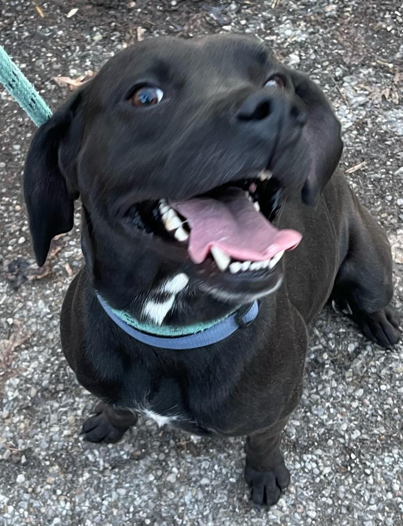 Enlarge Caesar 2, a Adoptable mixed breed in Saint Clairsville, OH image 5/6