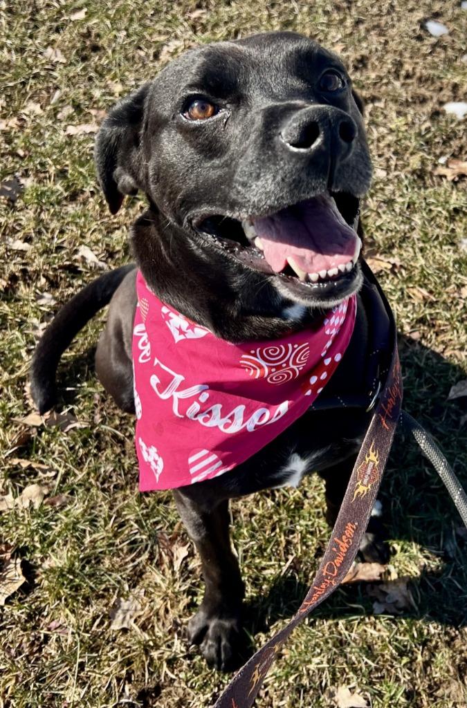 Enlarge Caesar 2, a Adoptable mixed breed in Saint Clairsville, OH image 6/6