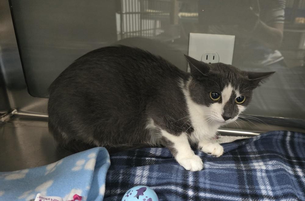 Hallie, Adoptable, Adult Female Domestic Short Hair.