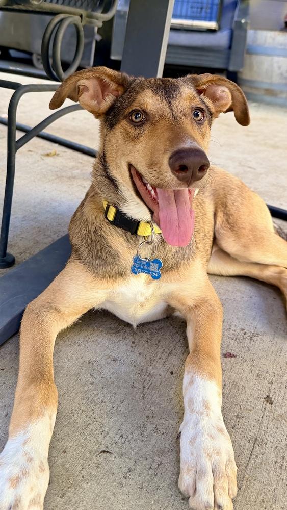 CAMILA, Adoptable, Young Female Catahoula Leopard Dog.