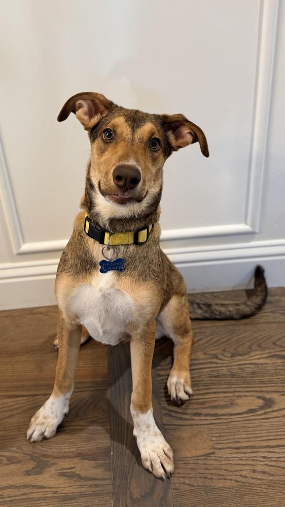 Enlarge CAMILA, a Adoptable Catahoula Leopard Dog in Thornton, CO image 2/6