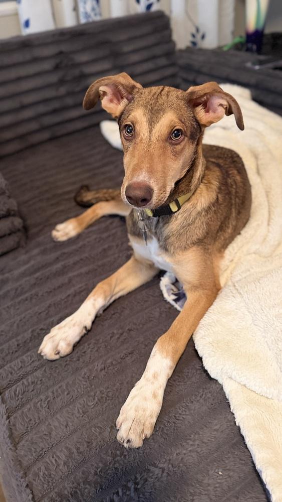 Enlarge CAMILA, a Adoptable Catahoula Leopard Dog in Thornton, CO image 3/6