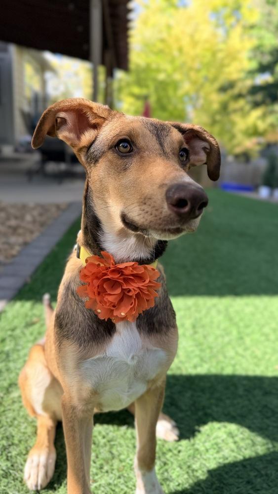 Enlarge CAMILA, a Adoptable Catahoula Leopard Dog in Thornton, CO image 4/6