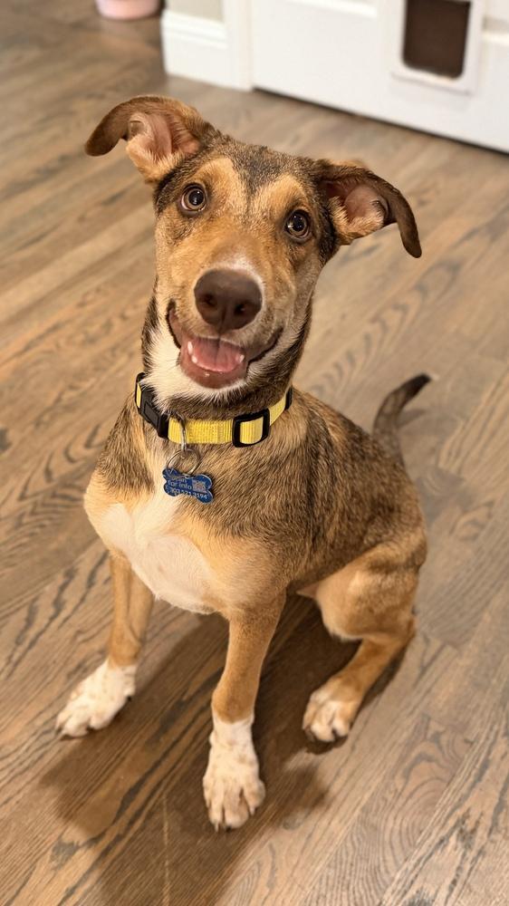 Enlarge CAMILA, a Adoptable Catahoula Leopard Dog in Thornton, CO image 5/6