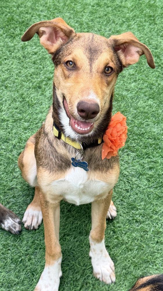 Enlarge CAMILA, a Adoptable Catahoula Leopard Dog in Thornton, CO image 6/6