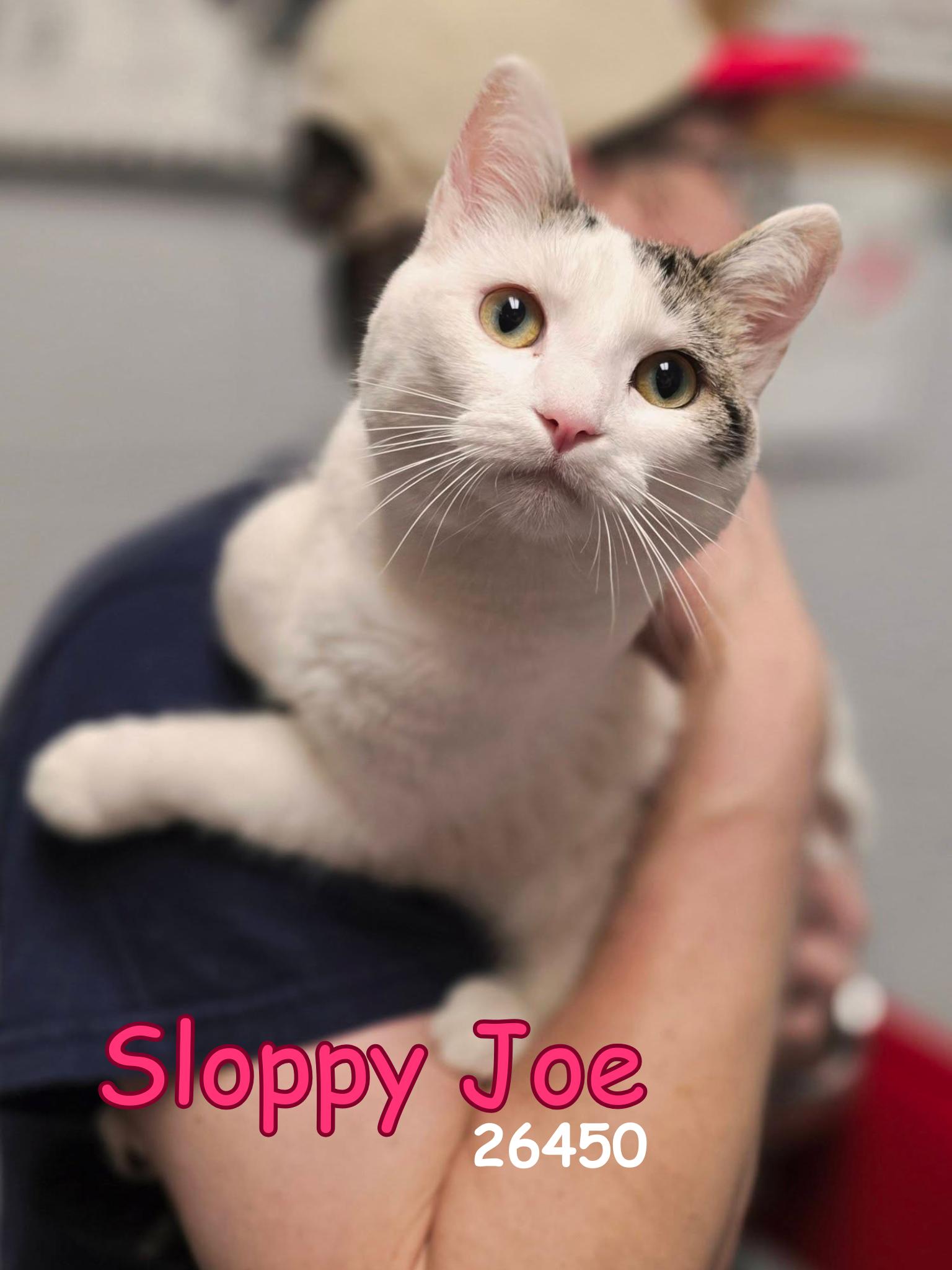Sloppy Joe, an adopted Domestic Short Hair in Oak Ridge, TN image 2/3