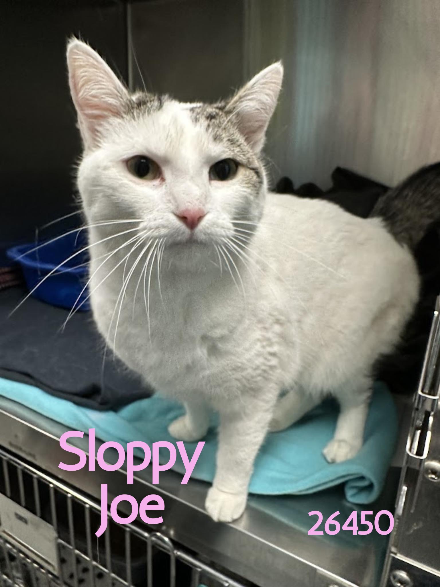 Sloppy Joe, an adopted Domestic Short Hair in Oak Ridge, TN image 3/3