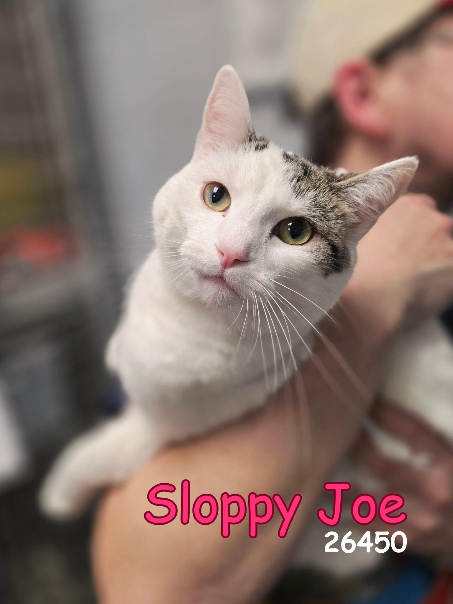 Sloppy Joe, an adopted Domestic Short Hair in Oak Ridge, TN image 1/3