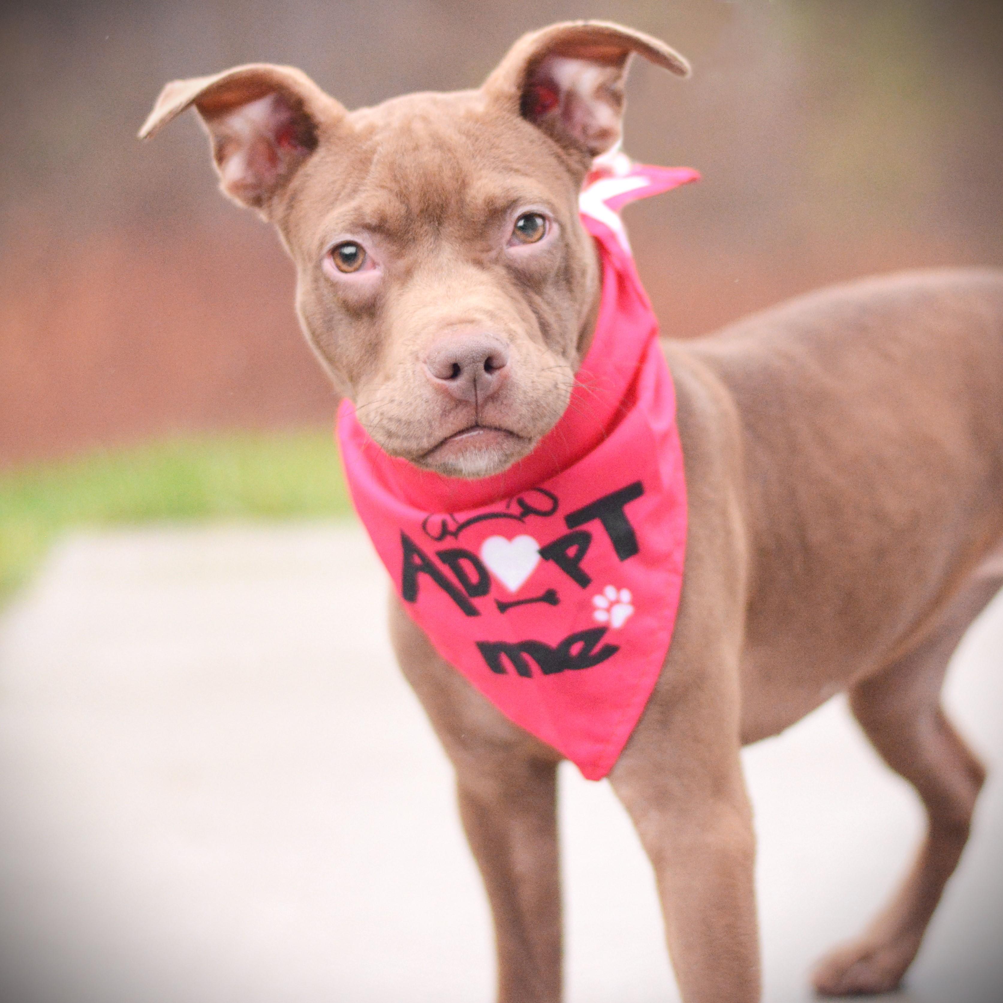 Enlarge Blair, a Adoptable mixed breed in Amsterdam, NY image 1/2