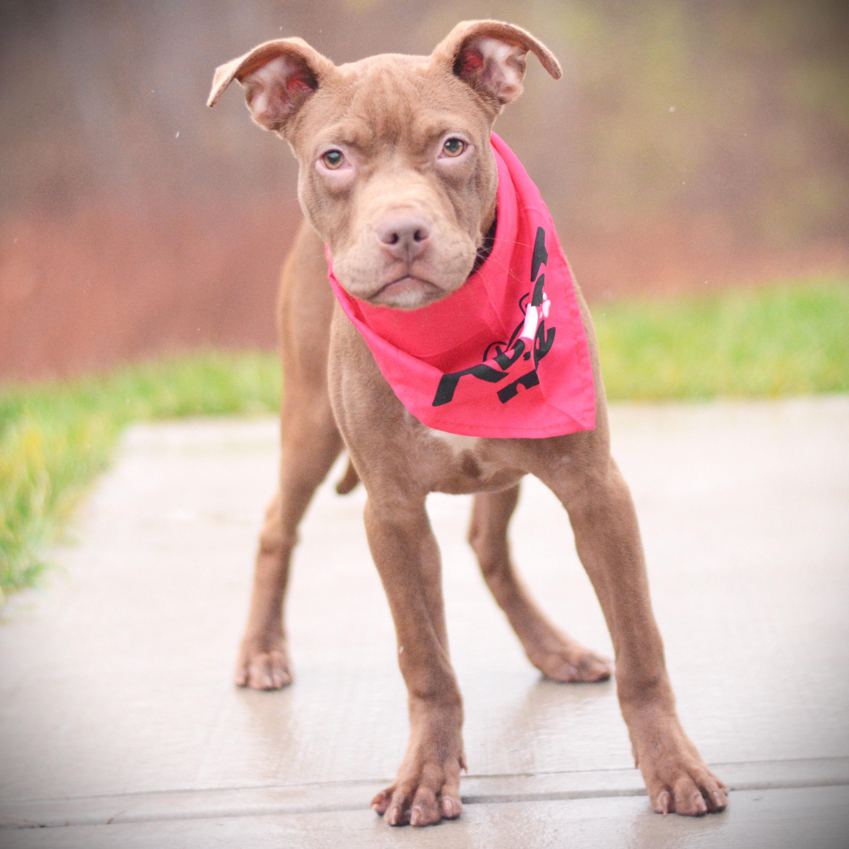 Enlarge Blair, a Adoptable mixed breed in Amsterdam, NY image 2/2