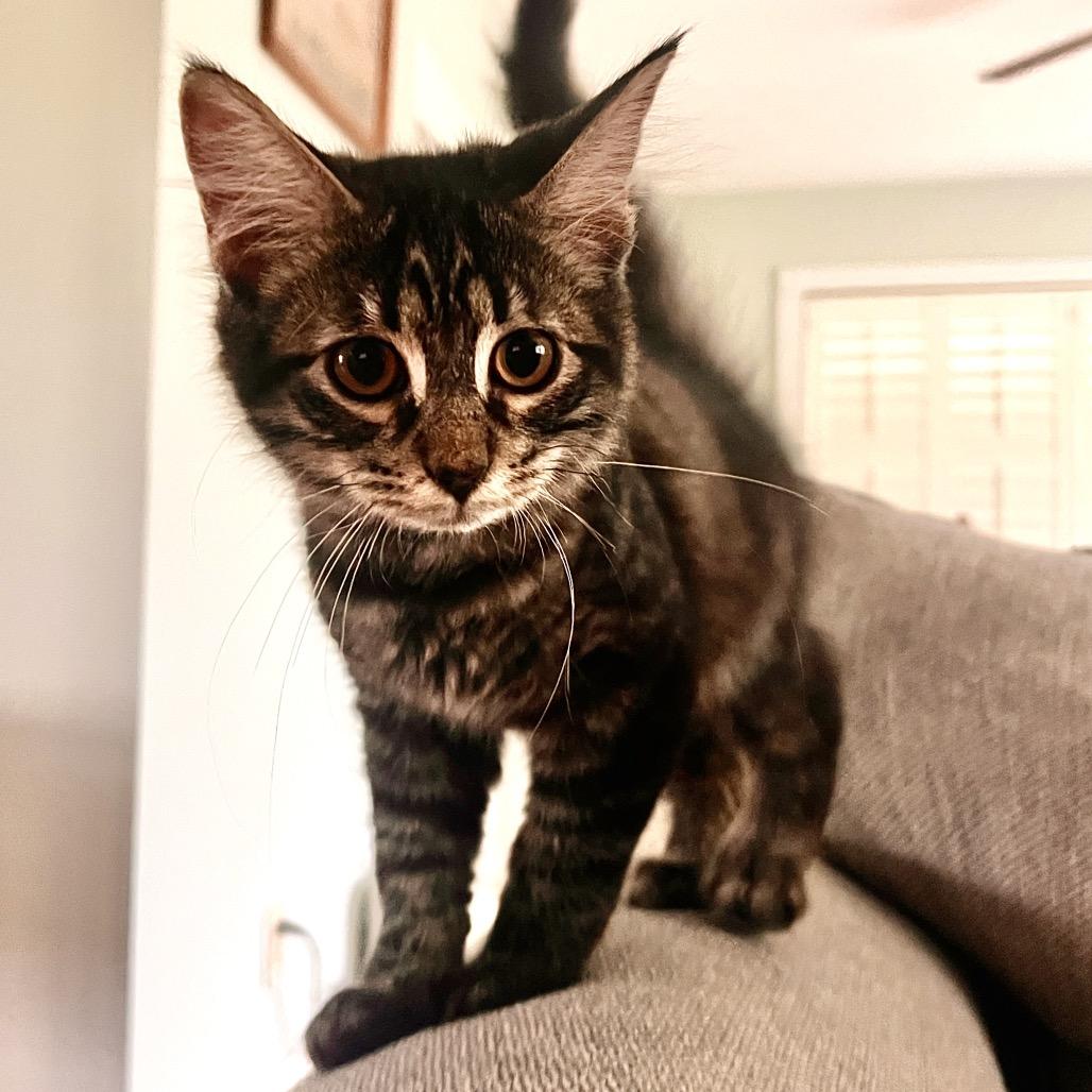 Diego, a Adoptable Domestic Long Hair in Springfield, OH image 2/3