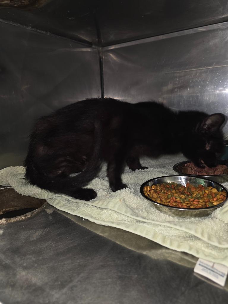 Squirtle, Adoptable, Adult Male Domestic Short Hair.