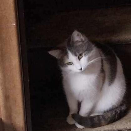 Enlarge Cassie, a Adoptable Domestic Short Hair in Little Falls, NY image 2/3