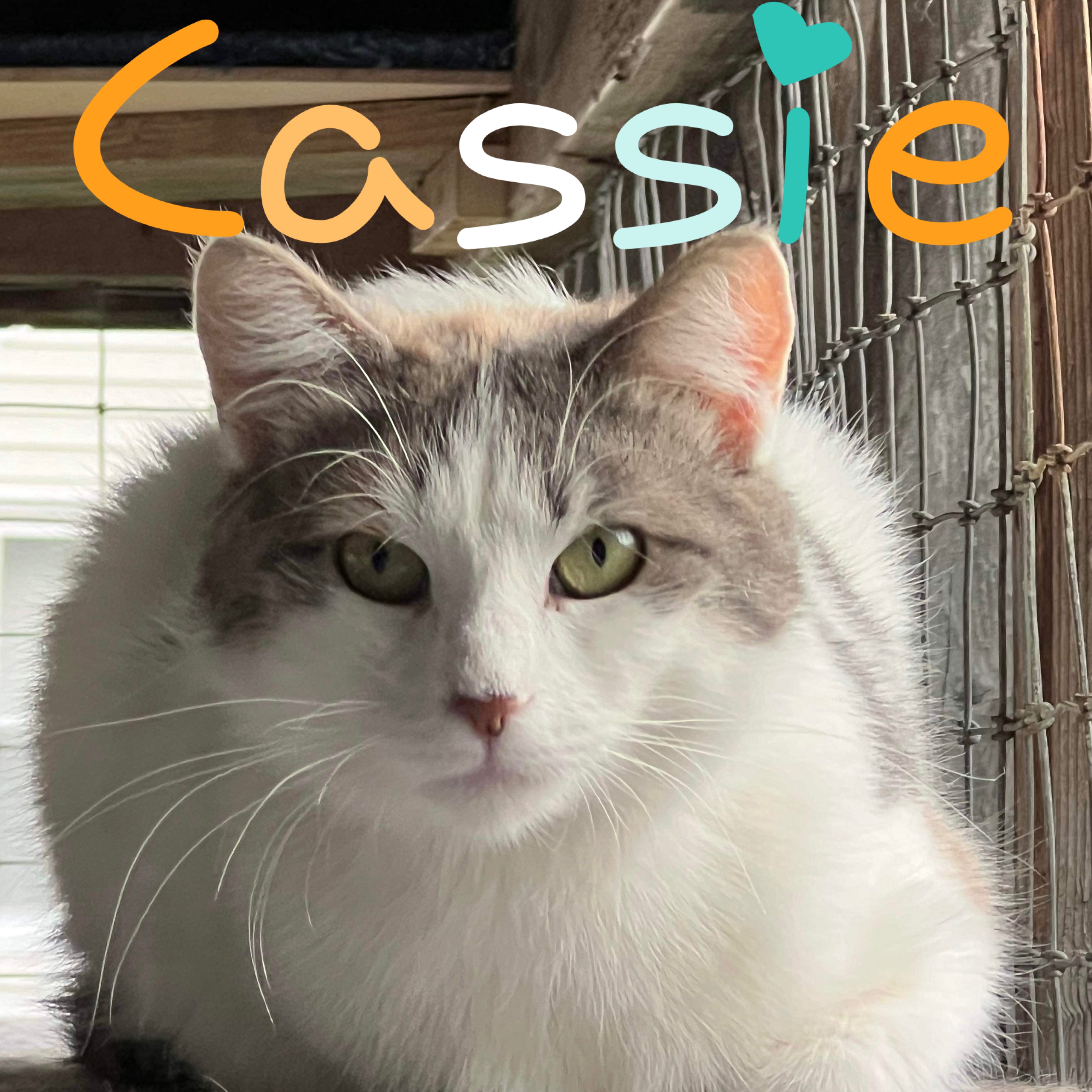 Enlarge Cassie, a Adoptable Domestic Short Hair in Little Falls, NY image 1/3