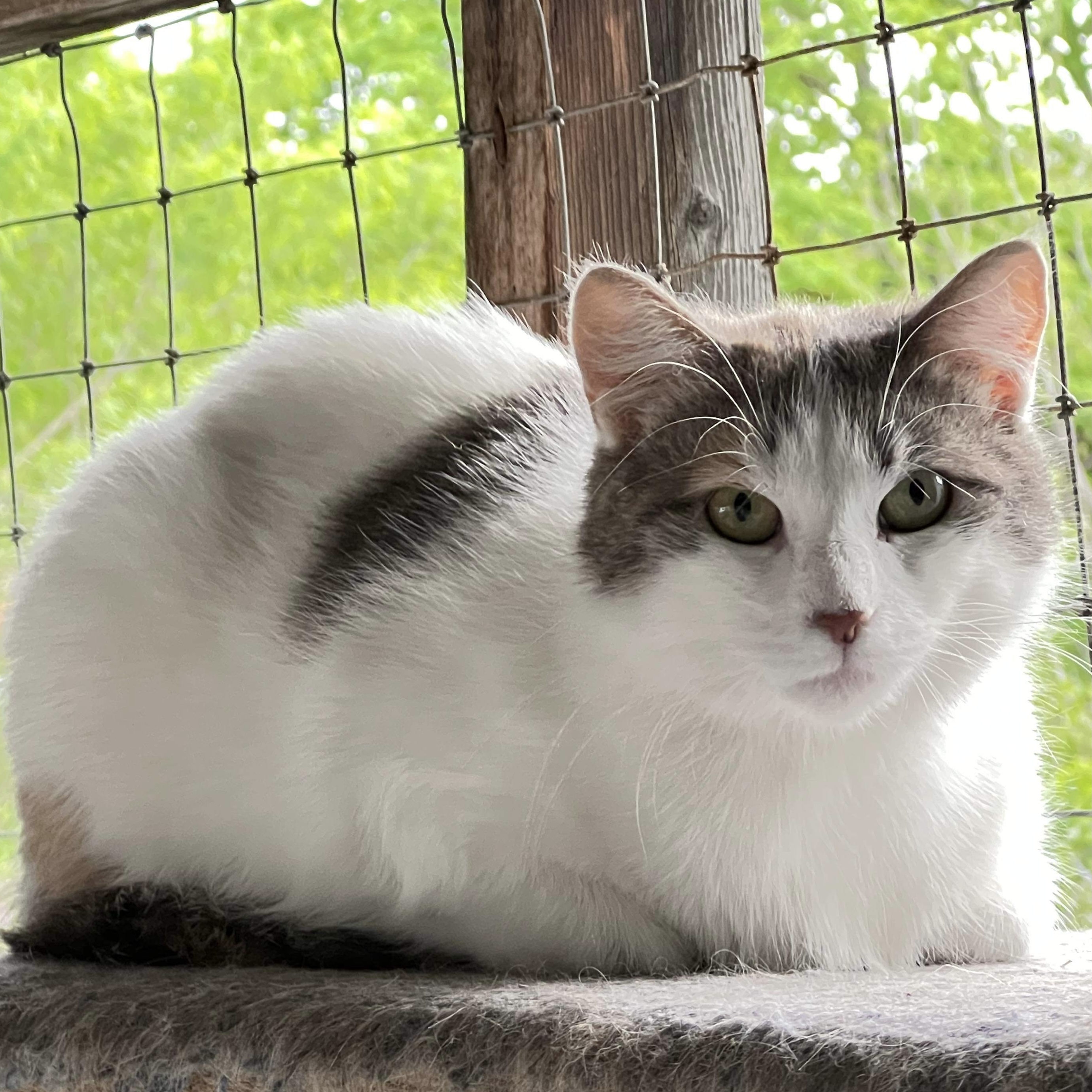 Cassie, an adoptable Domestic Short Hair in Little Falls, NY, 13365 | Photo Image 3
