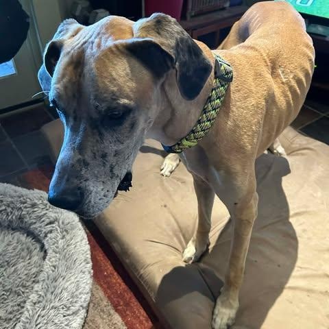 Enlarge Greer, a Adoptable Great Dane in Mesa, AZ image 1/3