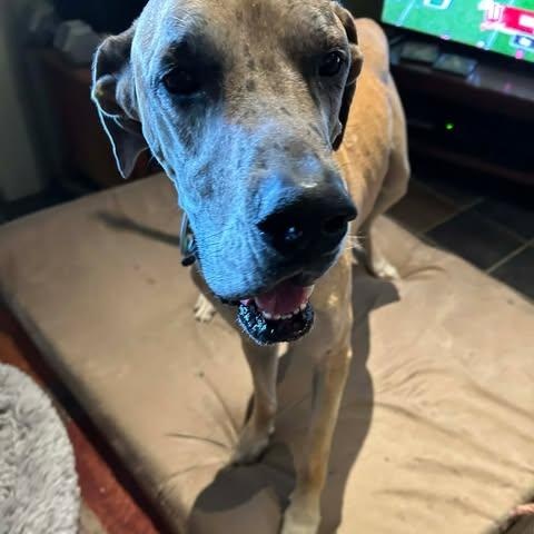 Enlarge Greer, a Adoptable Great Dane in Mesa, AZ image 2/3