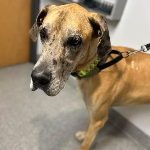 Enlarge Greer, a Adoptable Great Dane in Mesa, AZ image 3/3