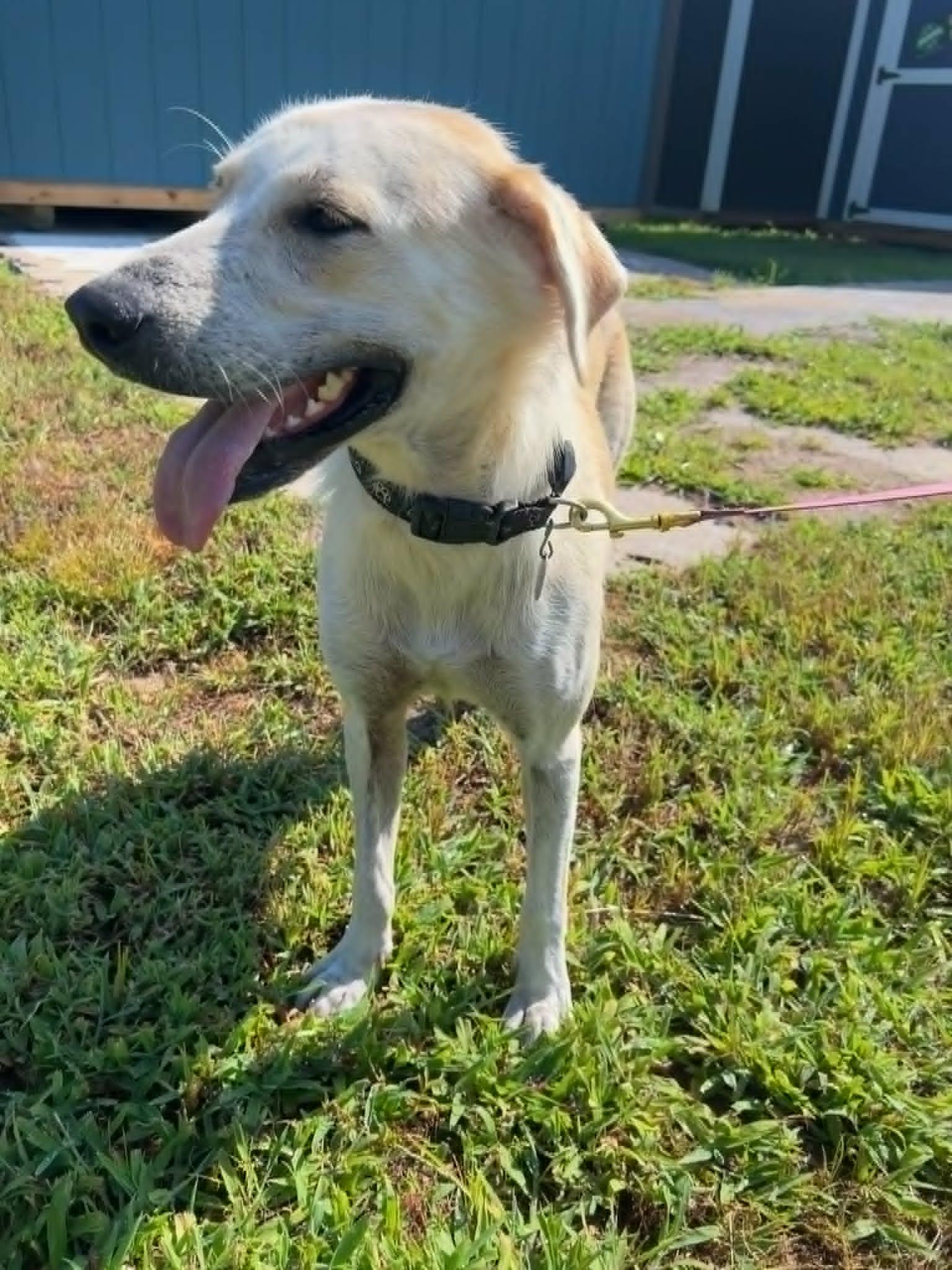 Elle, a ADOPTABLE mixed breed in Battle Creek, MI image 4/5