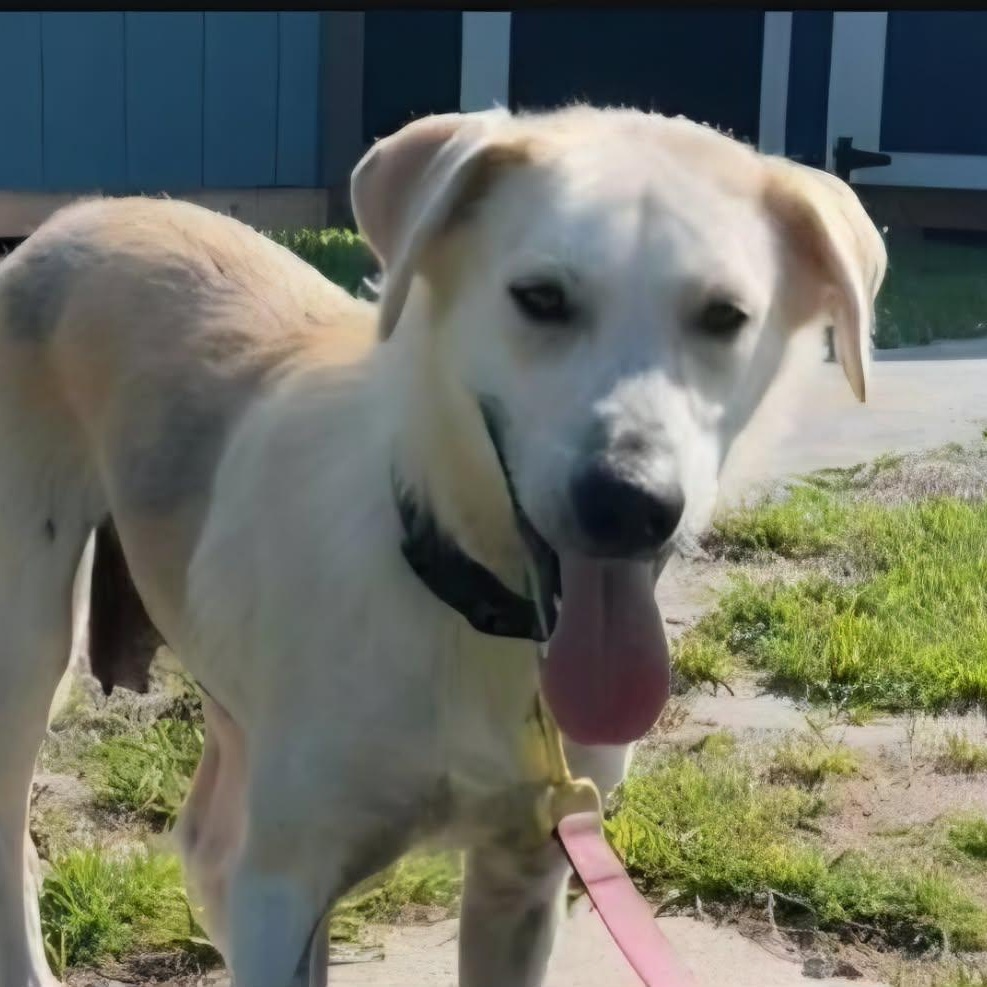 Elle, a ADOPTABLE mixed breed in Battle Creek, MI image 3/5