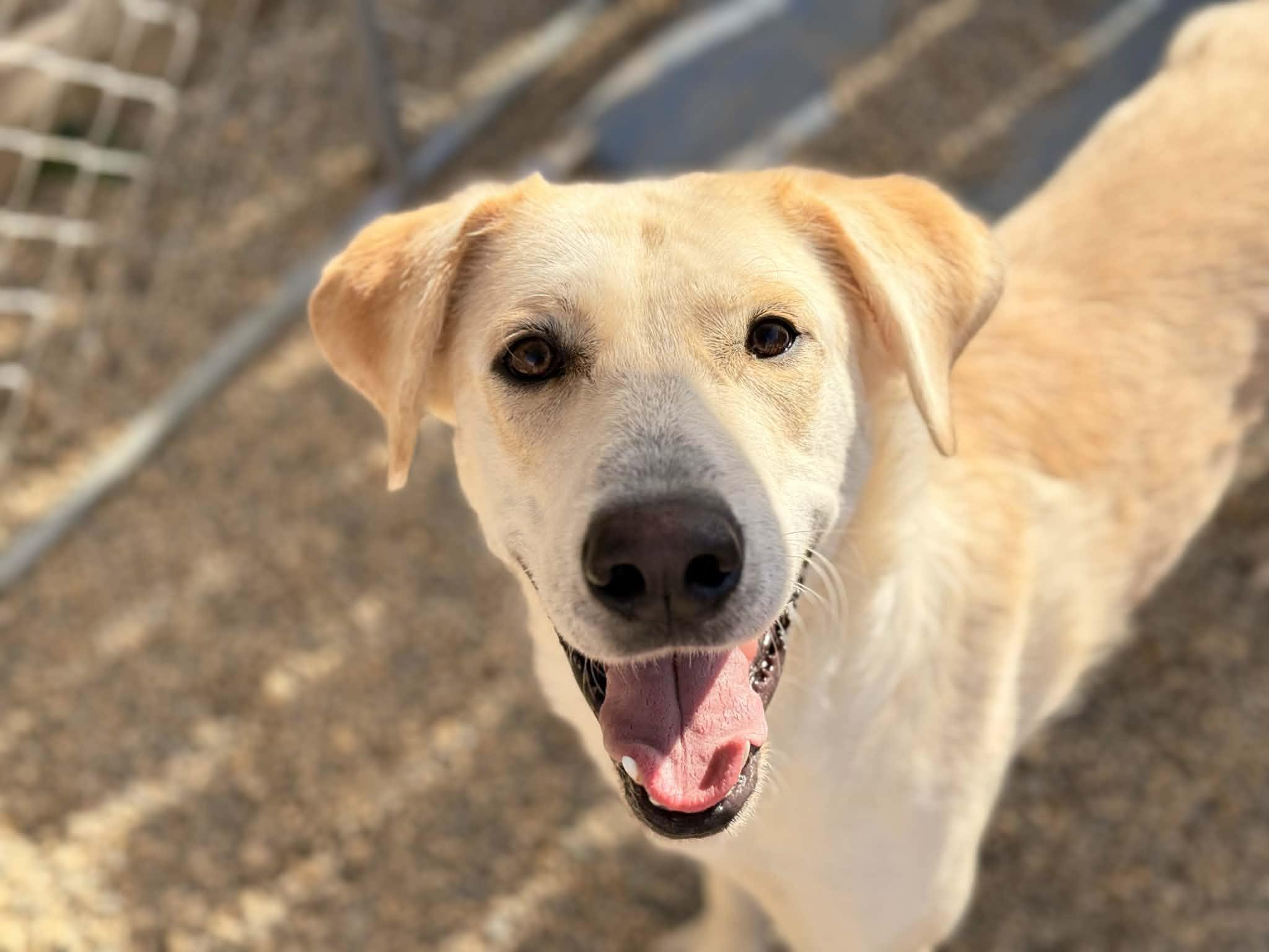 Elle, ADOPTABLE, Young Female Great Pyrenees & Labrador Retriever.