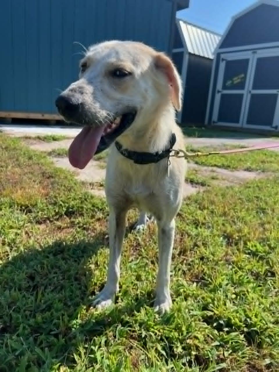 Elle, a ADOPTABLE mixed breed in Battle Creek, MI image 5/5