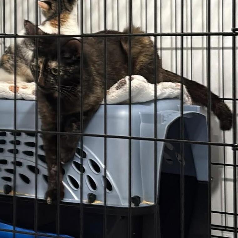 Enlarge Jewel, a Adoptable Domestic Short Hair in Fair Haven, VT image 3/3