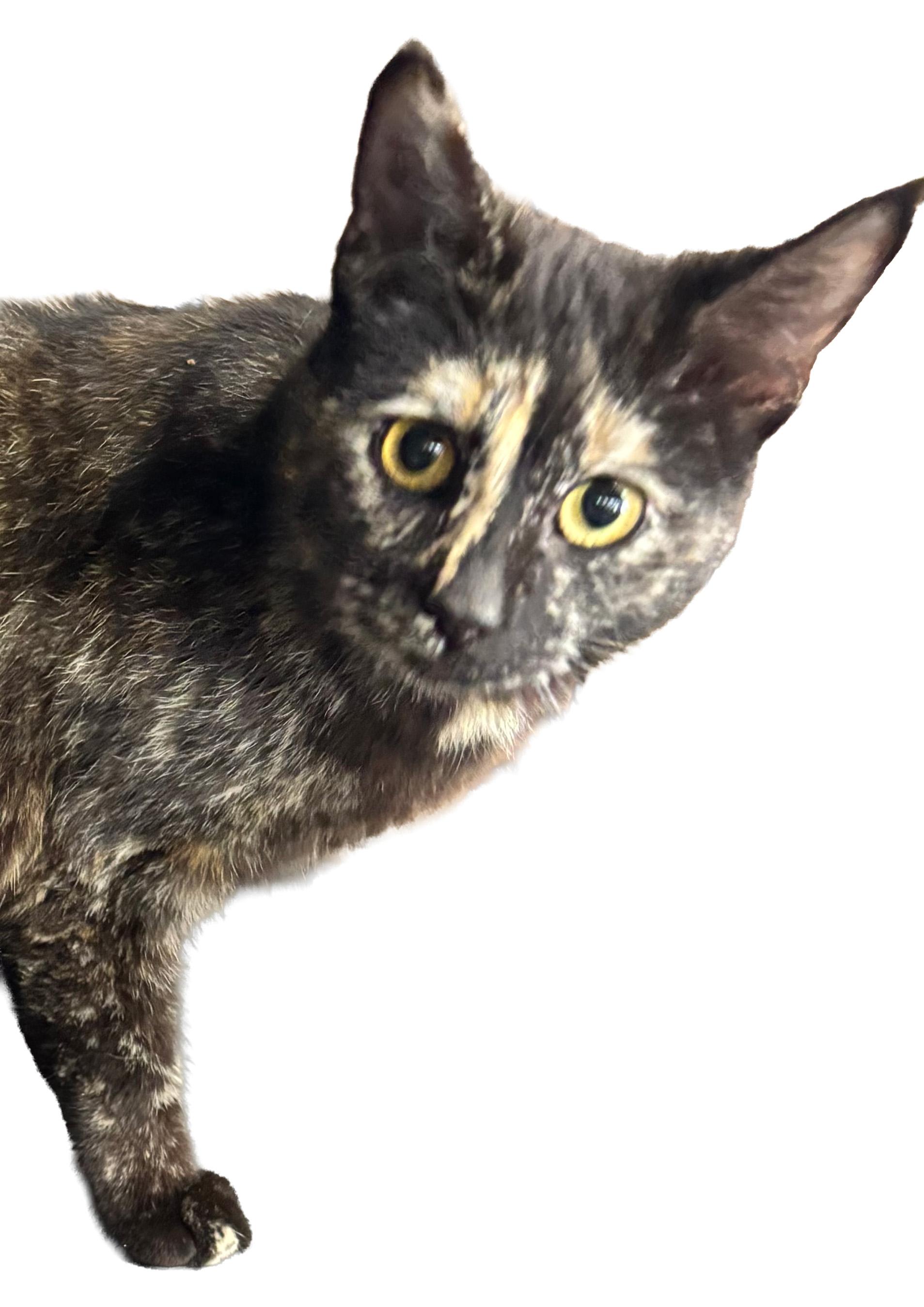 Enlarge Jewel, a Adoptable Domestic Short Hair in Fair Haven, VT image 2/3
